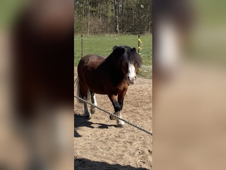 Welsh-A Wallach 21 Jahre 115 cm Brauner in Lutzhorn