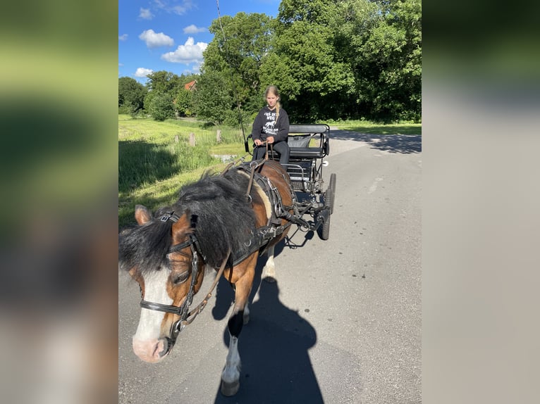 Welsh-A Wallach 21 Jahre 115 cm Brauner in Lutzhorn