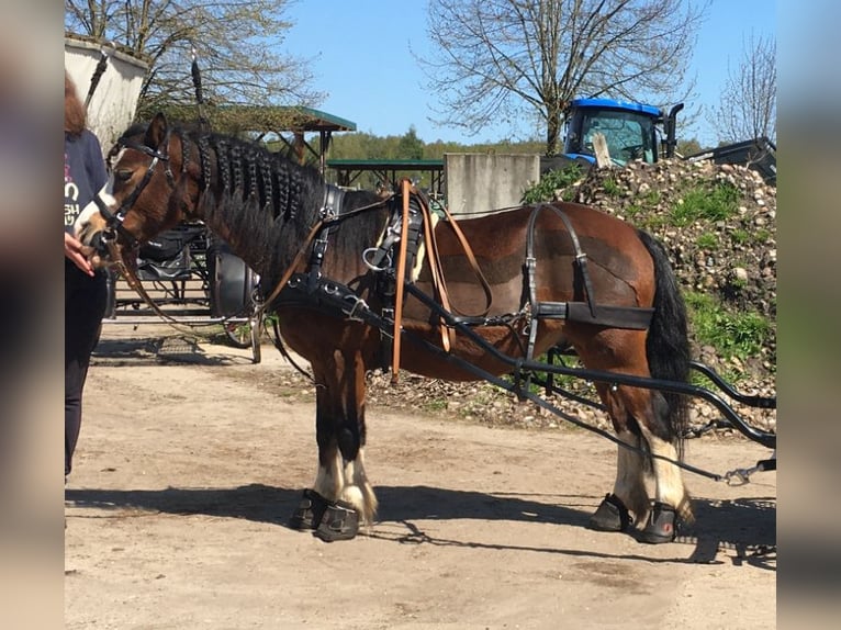 Welsh-A Wallach 21 Jahre 115 cm Brauner in Lutzhorn