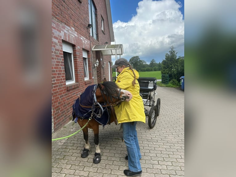 Welsh-A Wallach 21 Jahre 115 cm Brauner in Lutzhorn