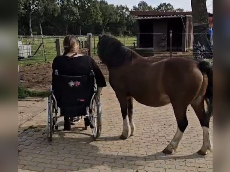 Welsh-A Wallach 21 Jahre 115 cm Brauner in Lutzhorn