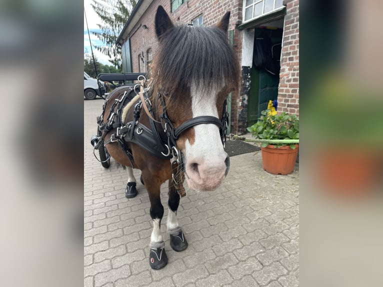Welsh-A Wallach 21 Jahre 115 cm Brauner in Lutzhorn