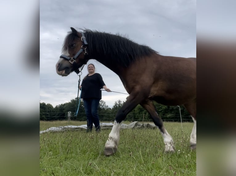 Welsh-A Wallach 21 Jahre 115 cm Brauner in Lutzhorn