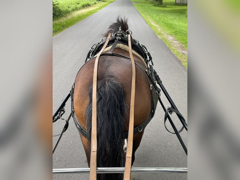 Welsh-A Wallach 21 Jahre 115 cm Brauner in Lutzhorn