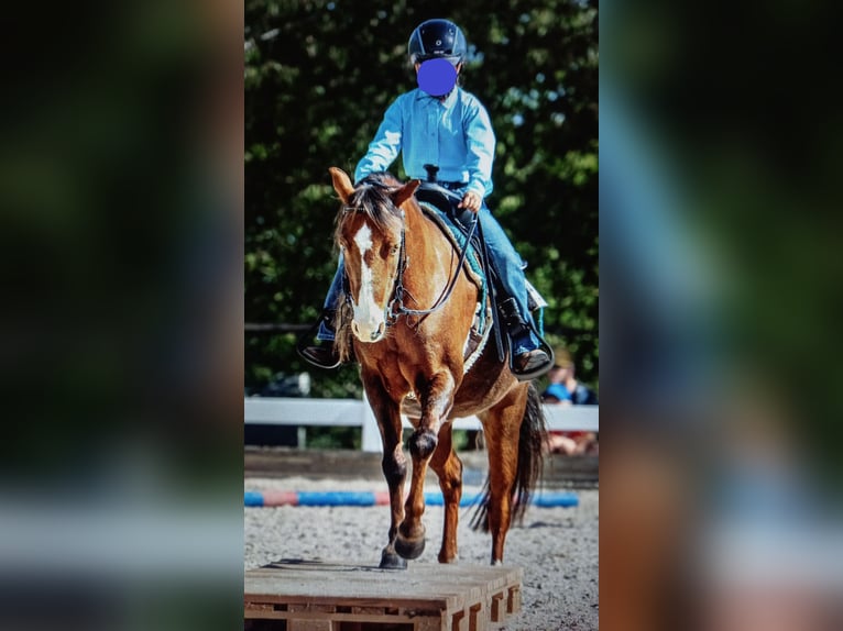 Welsh-A Wallach 21 Jahre 118 cm Dunkelfuchs in Dettingen an der Erms