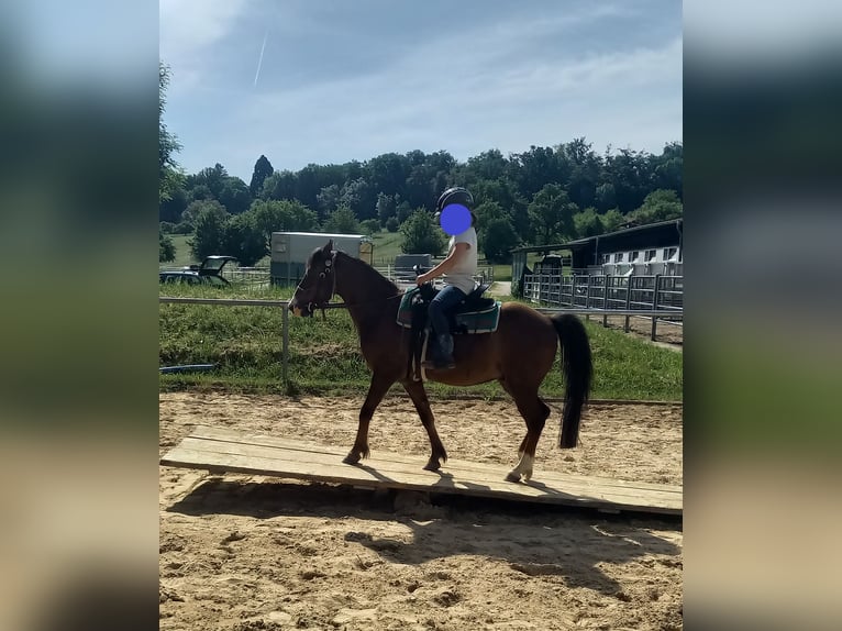 Welsh-A Wallach 21 Jahre 118 cm Dunkelfuchs in Dettingen an der Erms