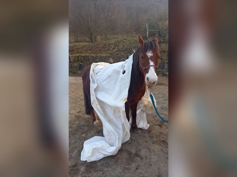 Welsh-A Wallach 21 Jahre 118 cm Dunkelfuchs in Dettingen an der Erms
