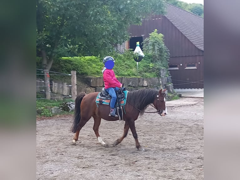 Welsh-A Wallach 21 Jahre 118 cm Dunkelfuchs in Dettingen an der Erms
