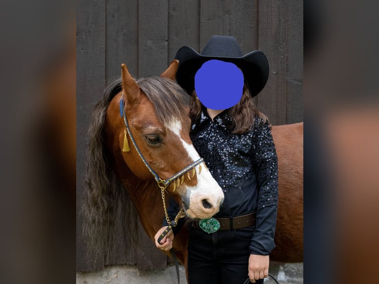 Welsh-A Wallach 21 Jahre 118 cm Dunkelfuchs in Dettingen an der Erms