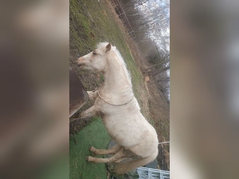 Welsh-A Mix Wallach 2 Jahre 120 cm Palomino in Osterfeld