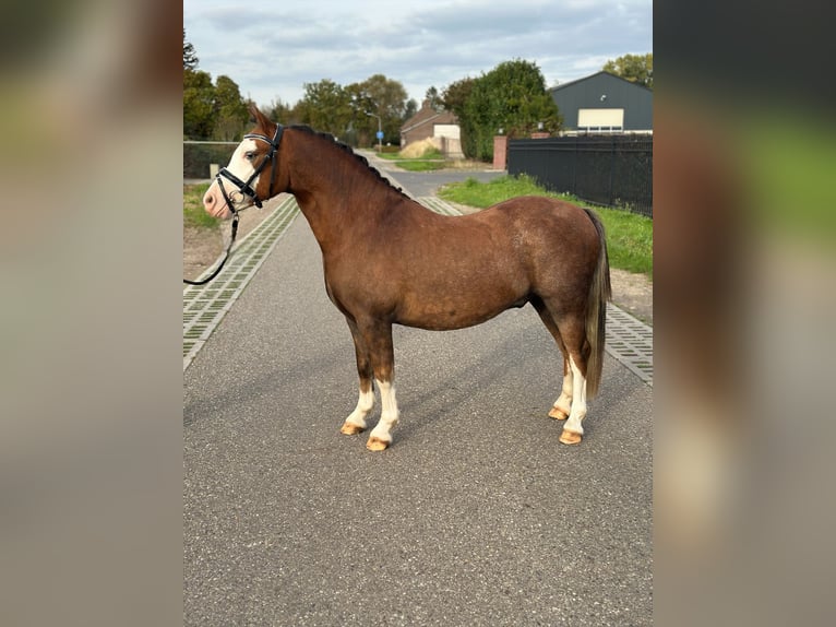 Welsh-A Wallach 2 Jahre 123 cm Fuchs in Wagenberg