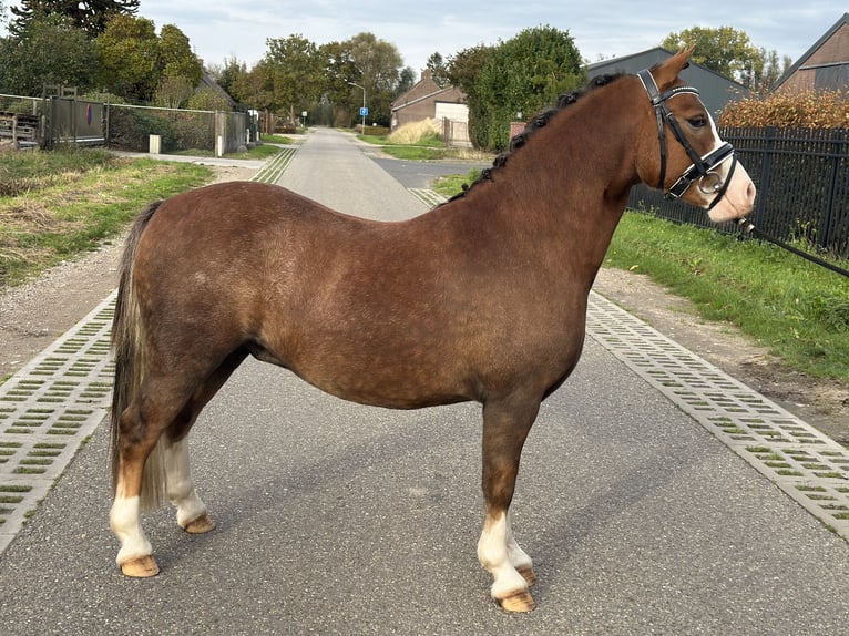 Welsh-A Wallach 2 Jahre 123 cm Fuchs in Wagenberg