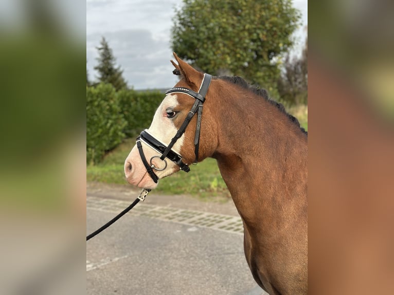 Welsh-A Wallach 2 Jahre 123 cm Fuchs in Wagenberg
