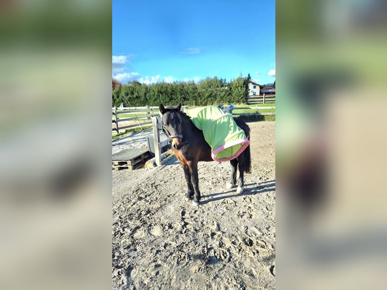 Welsh-A Wallach 2 Jahre 125 cm Dunkelbrauner in Drobollach