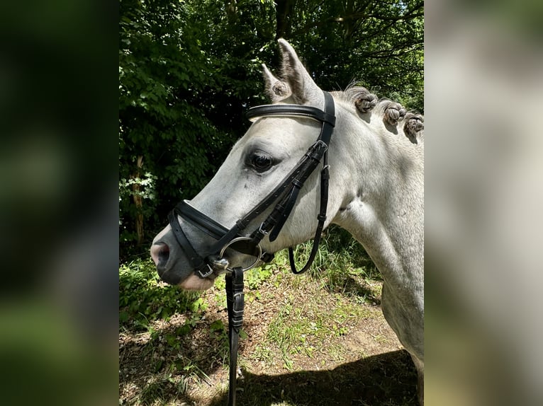 Welsh-A Wallach 3 Jahre 112 cm Schimmel in Bawinkel