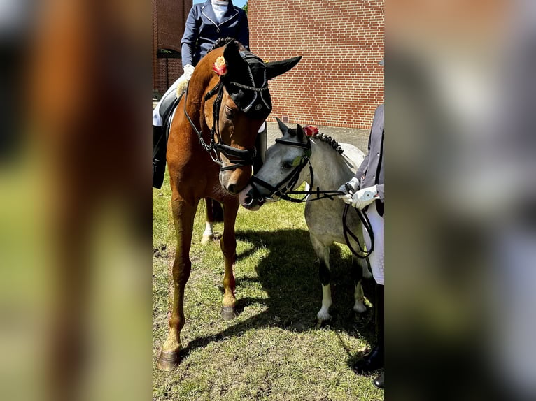 Welsh-A Wallach 3 Jahre 112 cm Schimmel in Bawinkel