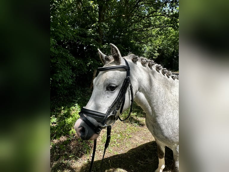 Welsh-A Wallach 3 Jahre 112 cm Schimmel in Bawinkel