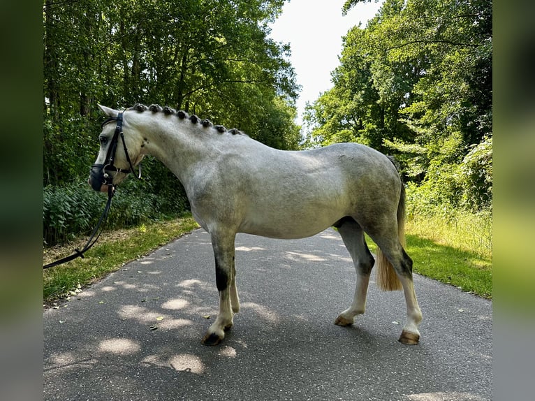 Welsh-A Wallach 3 Jahre 112 cm Schimmel in Bawinkel