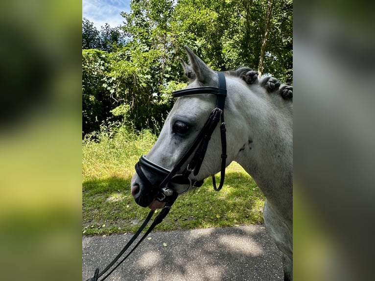 Welsh-A Wallach 3 Jahre 112 cm Schimmel in Bawinkel