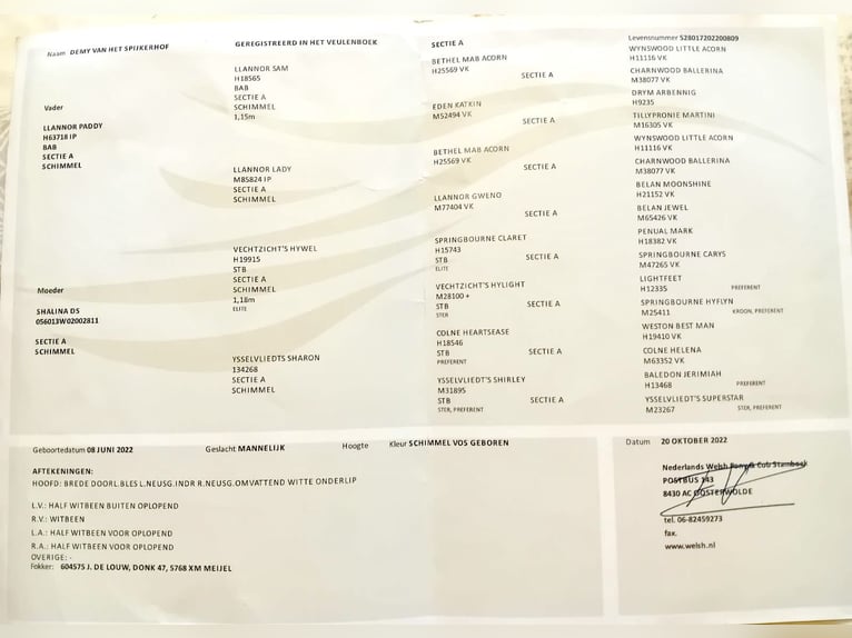 Welsh-A Wallach 3 Jahre 112 cm Schimmel in Bawinkel