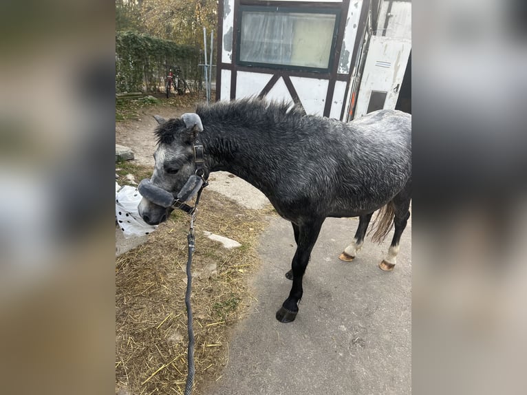 Welsh-A Wallach 3 Jahre 115 cm Apfelschimmel in Wien, Leopoldstadt