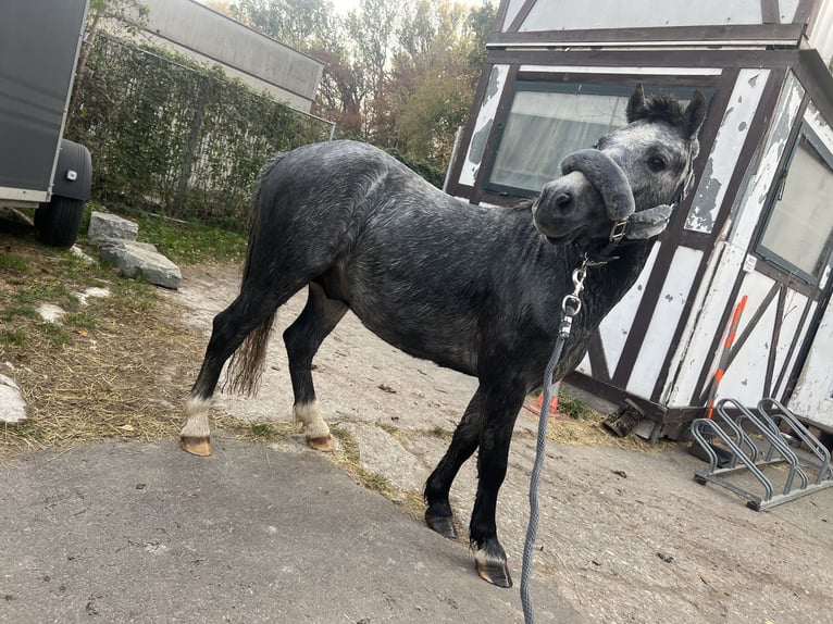 Welsh-A Wallach 3 Jahre 115 cm Apfelschimmel in Wien, Leopoldstadt