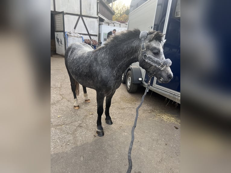 Welsh-A Wallach 3 Jahre 115 cm Apfelschimmel in Wien, Leopoldstadt