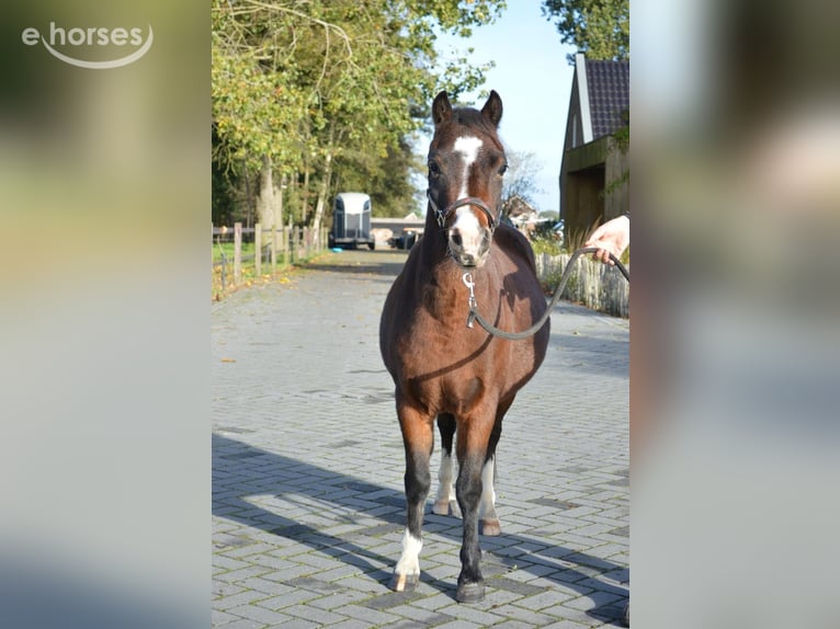 Welsh-A Wallach 3 Jahre 115 cm Brauner in Hengelo