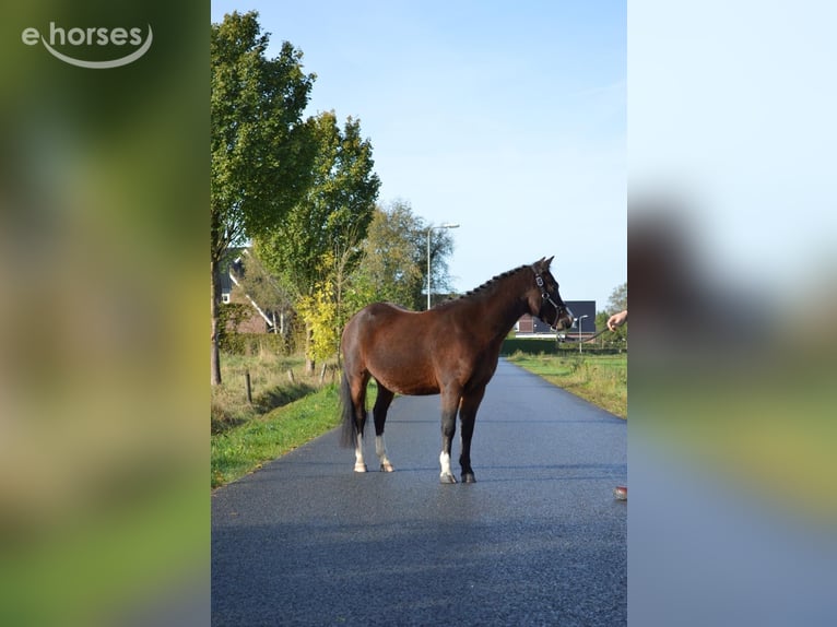 Welsh-A Wallach 3 Jahre 115 cm Brauner in Hengelo