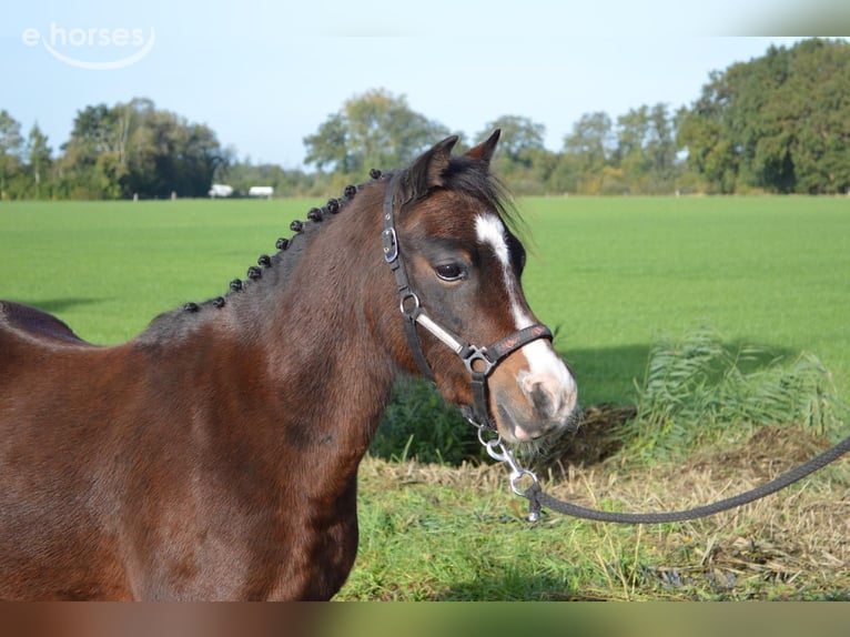 Welsh-A Wallach 3 Jahre 115 cm Brauner in Hengelo
