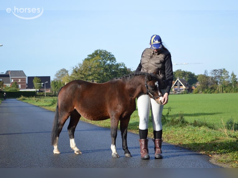 Welsh-A Wallach 3 Jahre 115 cm Brauner in Hengelo