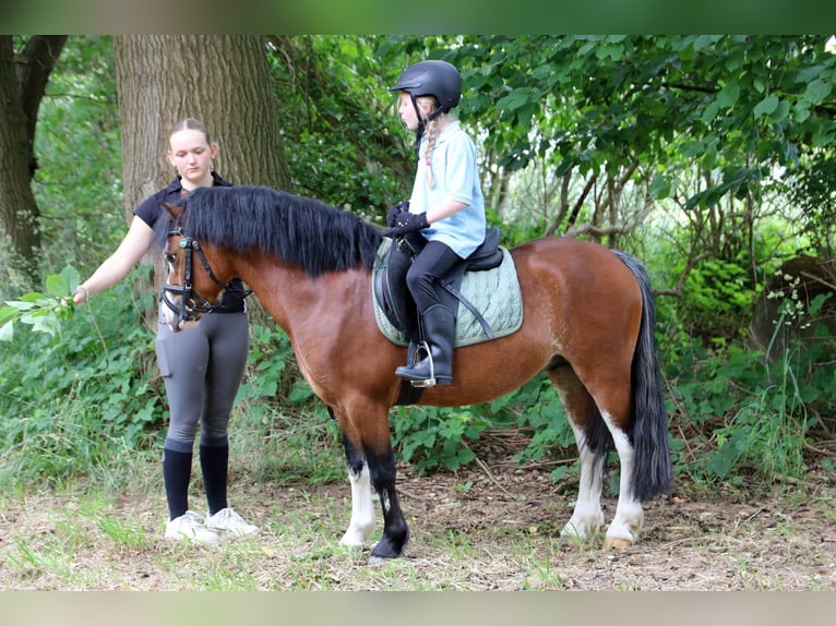 Welsh-A Wallach 3 Jahre 115 cm Brauner in Wildeshausenwildeshause