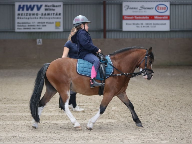 Welsh-A Wallach 3 Jahre 115 cm Brauner in Wildeshausenwildeshause