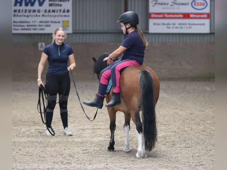 Welsh-A Wallach 3 Jahre 115 cm Brauner in Wildeshausenwildeshause