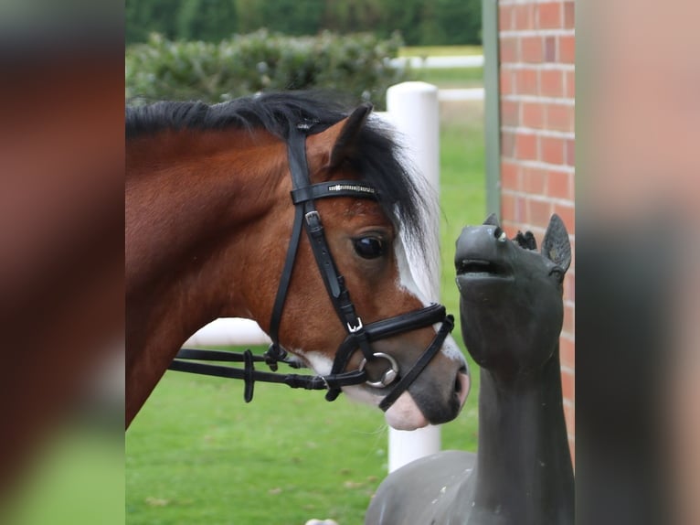 Welsh-A Wallach 3 Jahre 115 cm Brauner in Wildeshausenwildeshause