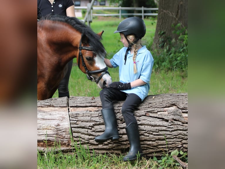 Welsh-A Wallach 3 Jahre 115 cm Brauner in Wildeshausenwildeshause