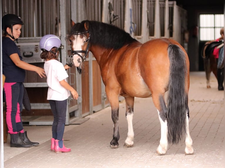 Welsh-A Wallach 3 Jahre 115 cm Brauner in Wildeshausenwildeshause
