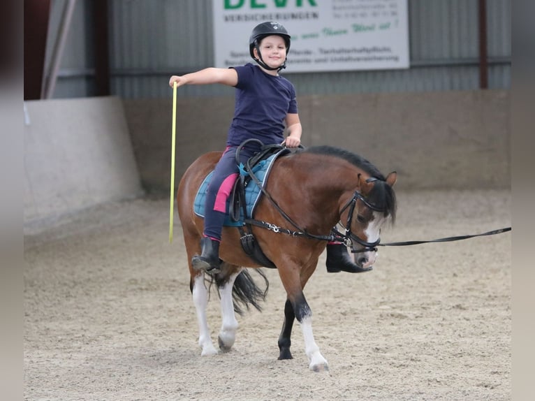 Welsh-A Wallach 3 Jahre 115 cm Brauner in Wildeshausenwildeshause