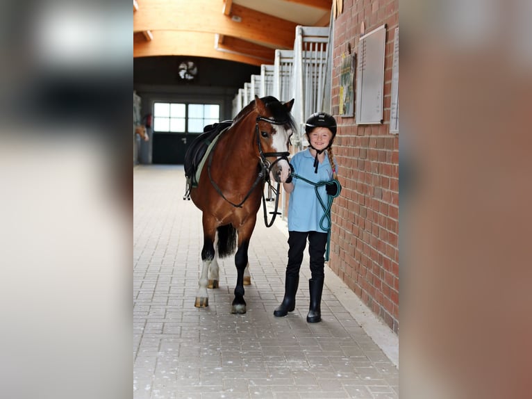 Welsh-A Wallach 3 Jahre 115 cm Brauner in Wildeshausenwildeshause