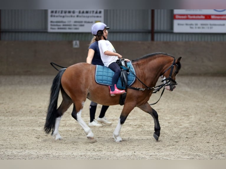 Welsh-A Wallach 3 Jahre 115 cm Brauner in Wildeshausenwildeshause