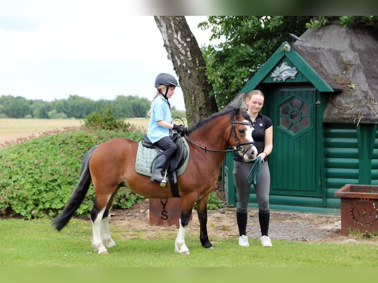 Welsh-A Wallach 3 Jahre 115 cm Brauner in Wildeshausenwildeshause