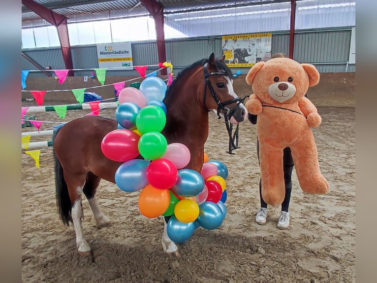 Welsh-A Wallach 3 Jahre 115 cm Brauner in Wildeshausenwildeshause