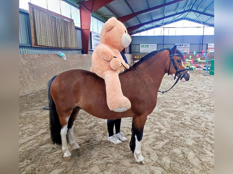 Welsh-A Wallach 3 Jahre 115 cm Brauner in Wildeshausenwildeshause