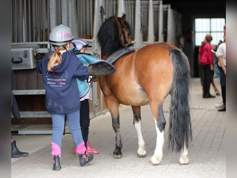 Welsh-A Wallach 3 Jahre 115 cm Brauner in Wildeshausenwildeshause