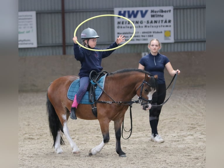 Welsh-A Wallach 3 Jahre 115 cm Brauner in Wildeshausenwildeshause