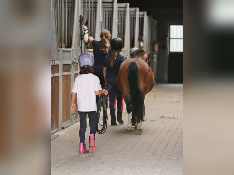 Welsh-A Wallach 3 Jahre 115 cm Brauner in Wildeshausenwildeshause