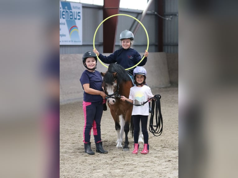 Welsh-A Wallach 3 Jahre 115 cm Brauner in Wildeshausenwildeshause
