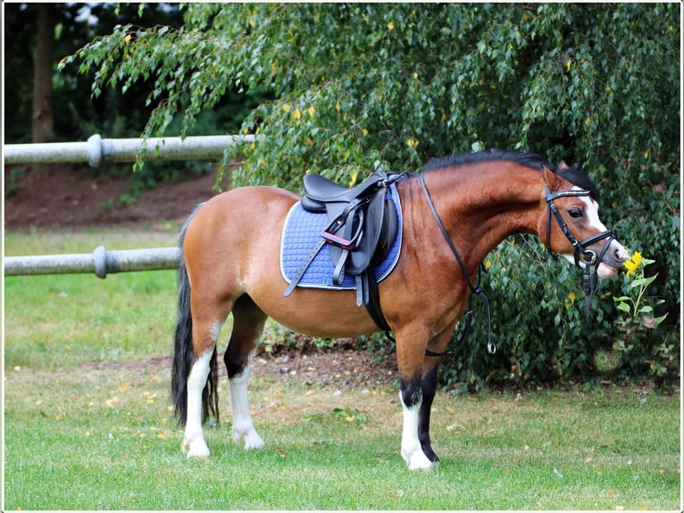 Welsh-A Wallach 3 Jahre 115 cm Brauner in Wildeshausenwildeshause