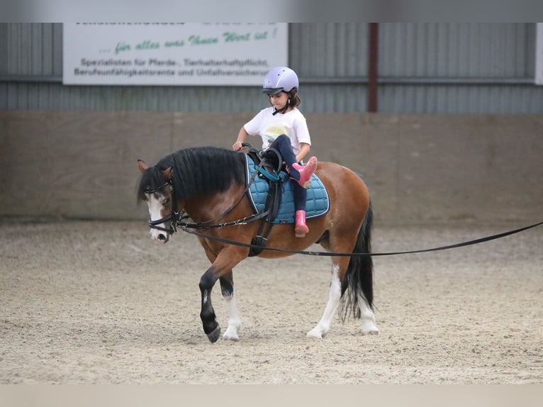 Welsh-A Wallach 3 Jahre 115 cm Brauner in Wildeshausenwildeshause