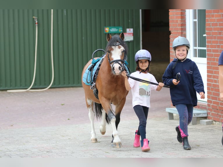 Welsh-A Wallach 3 Jahre 115 cm Brauner in Wildeshausenwildeshause